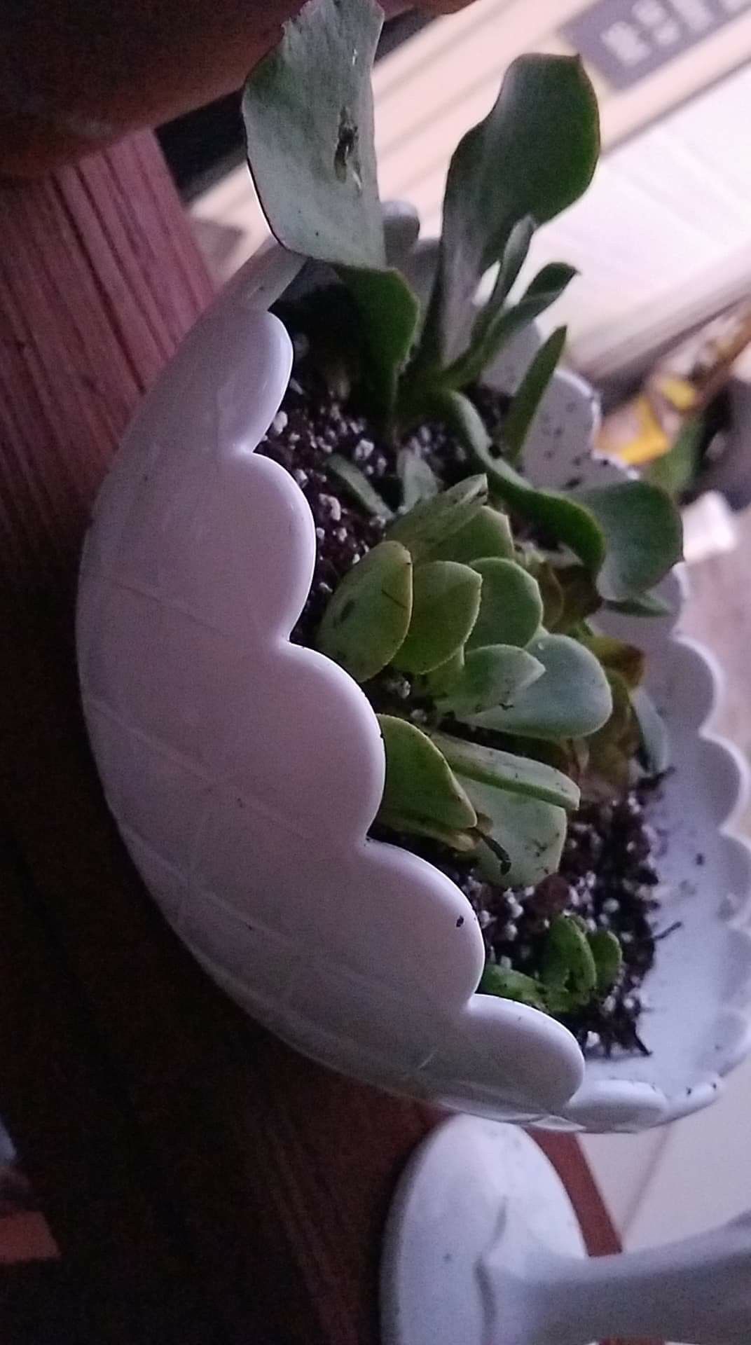 Beautiful succulent arrangement
