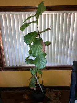 Indoor plant