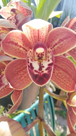 Orchids