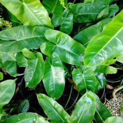 Philodendron House Plant Landscape Plant Roberto Marks Aroid