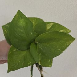 Golden Pothos Plant Cuttings