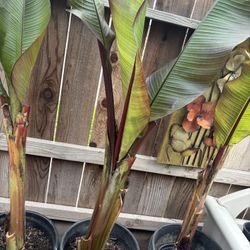 Extra Large Red Banana Trees