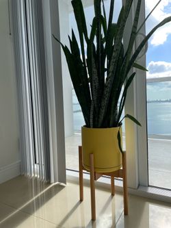 Snake plant with planter