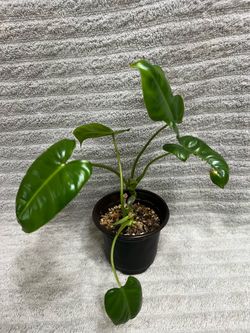 Philodendron Live Plant