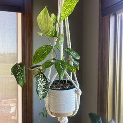 Wandering Dude Cuttings + Handmade Coasters + Custom Plant Hangers