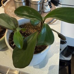 Healthy Indoor Houseplant in White Ceramic Pot – Easy Care