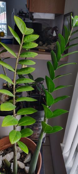 ZZ PLANT $27 cash only