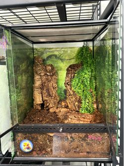 High color Pure Pine Island Leachie