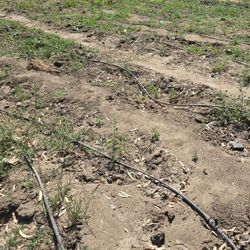 Crop Irrigation Drip Tubing Setup 