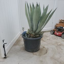 FREE Agave Plant 