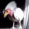 Segiegghead