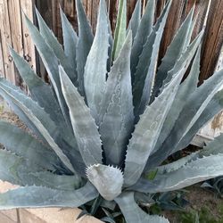 Agave O Maguey