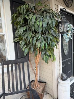 Olive tree