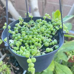 String Of Pearls Plant