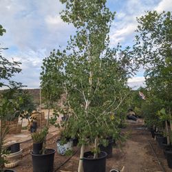 $250 Each Alamo Tree/Male Cottonwood 