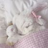 stitchbyhabiba 