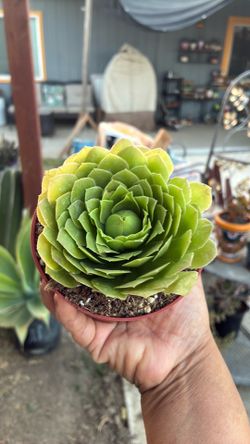 Succulent