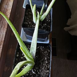 Aloe Vera Plant