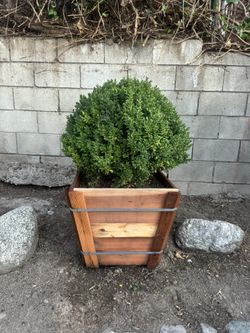 Boxwood Globe tree