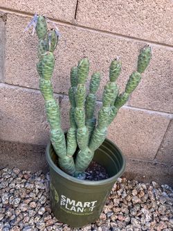 Rare Cactus 9” Pot, 22” Tall