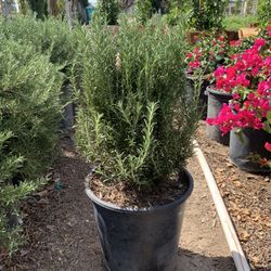Rosemary Bush
