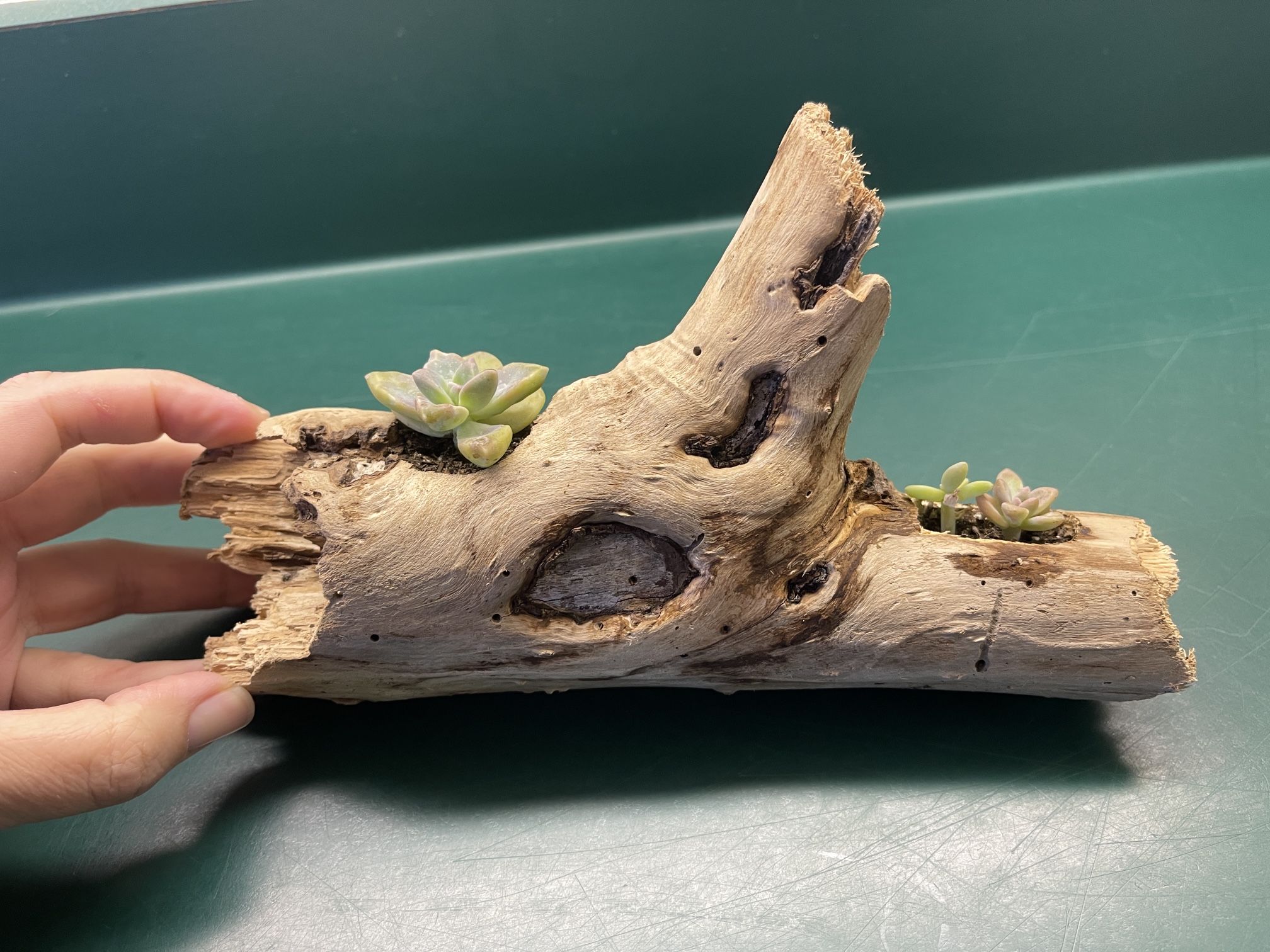 Driftwood & Succulent Plant Piece
