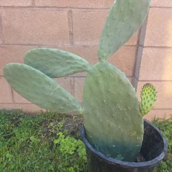 Cactus Plant 