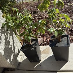 Famous Eden climber plant