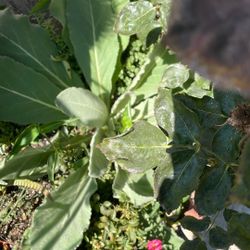 Planta De Gordolobo. Es buena para los golpes.