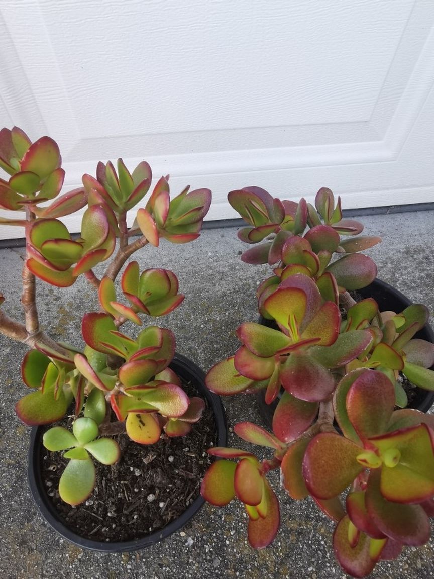 Beautiful rare red lucky old Jade plant Money tree Hybrid akai best deal 2 pots $39 hurry buy