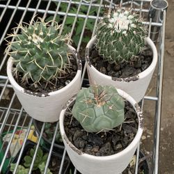 Beautiful Cactus In Ceramic Pot 