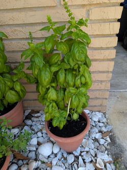 24" Organic Sweet Basil Plants Huge Foliage Massive Plants