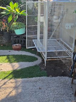 Bird Cage