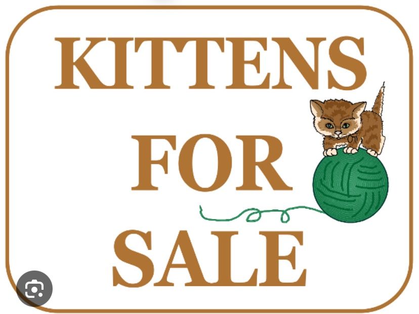 Kittens