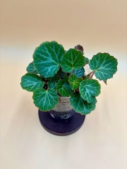 Strawberry Begonia