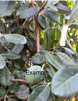 Pineapple guava (feijoa) tree: it is ready to bear fruit.