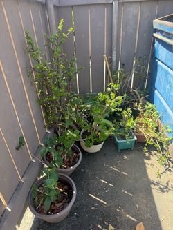 FREE PLANTS