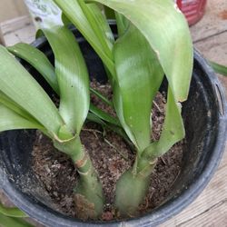Pregnant onion plant