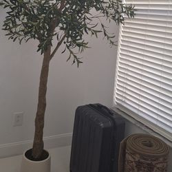 Olive Tree 