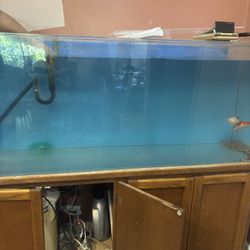 Large Fish Tank