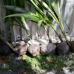 Coconut trees