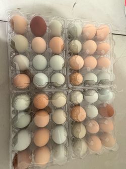 Huevos orgánicos