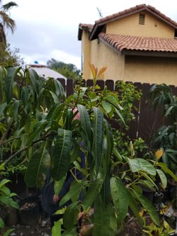 Plants for sale