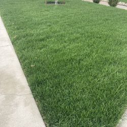 Sod Fescue