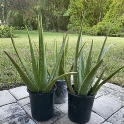 Aloe Vera Plants