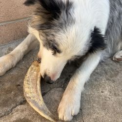 Dog Chew Treats Toy
