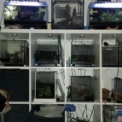 Fish Tanks