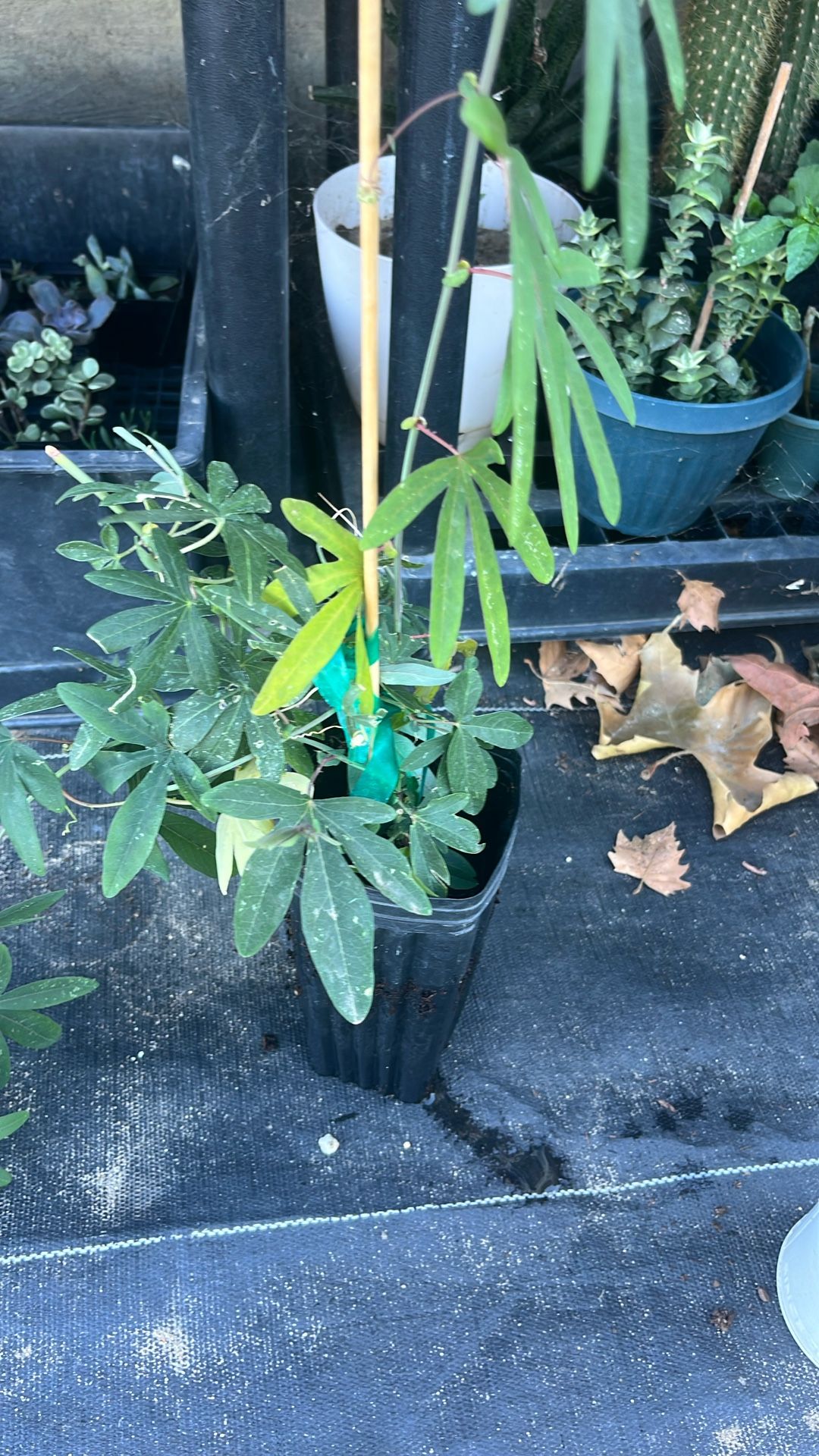 Passiflora Passion Fruit Maracuya