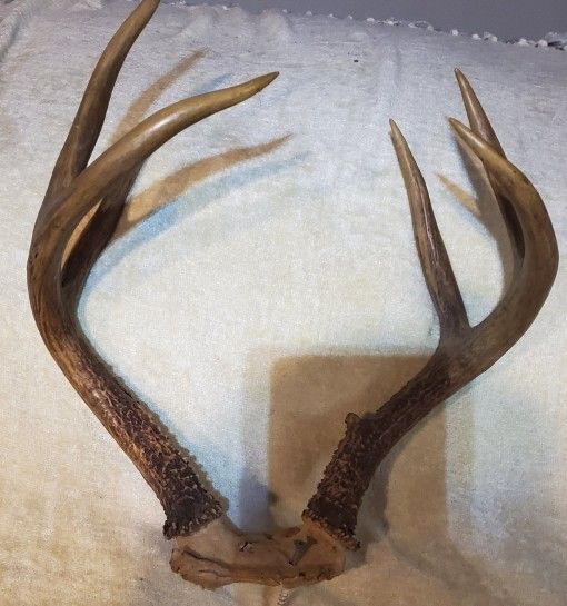 Antlers