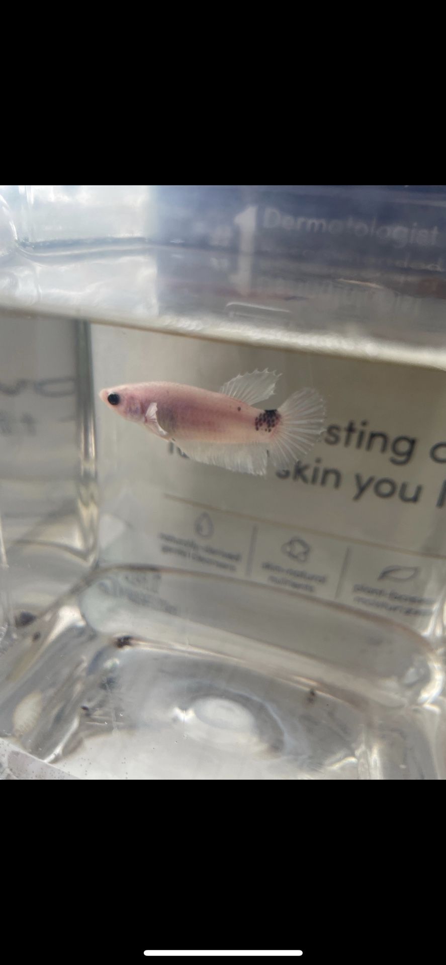 Female Betta from Thailand